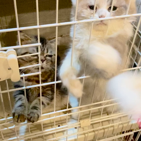 子猫ちゃんズの猫じゃらしタ〜イム！の画像