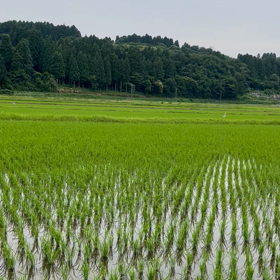 日課にしていることの画像