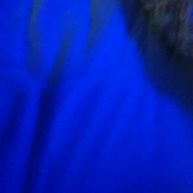 気管虚脱の悪化かなの画像