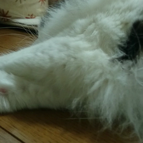 ね こー。の画像