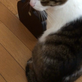 喉のヒダに泡２つ！　咳で喉が痛い。デールもハゲ変わらずの画像