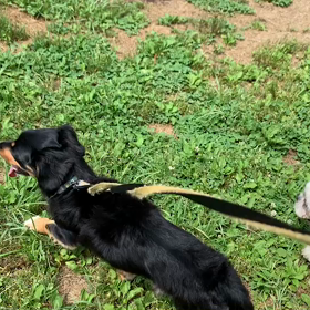 6月18日15わんこと1時間遠足  代々木公園の画像