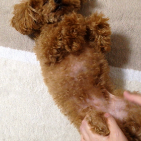 ラムちゃん腹筋練習中！の画像