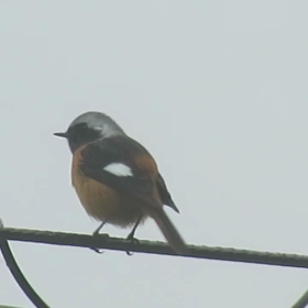 すぎぴたんの事件簿　シーズン２　９６話の画像