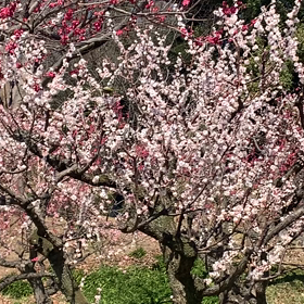 梅にメジロの画像