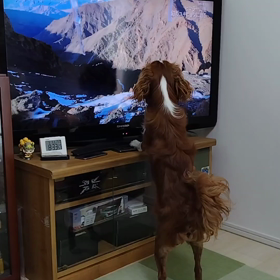 ユキヒョウ vs そら君の画像