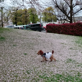 桜の下をの画像