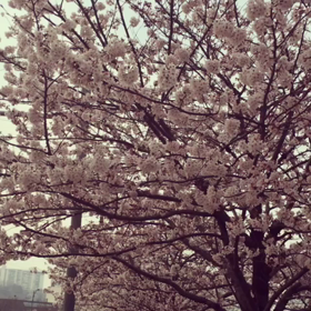 春だよ。の画像