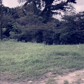 夏休み！の画像