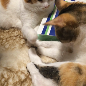 【動画あり】ちょっかいの画像