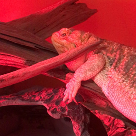 眠りにつくの画像