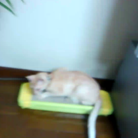 爪研ぎの画像