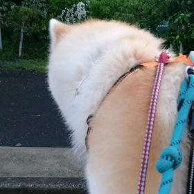 ご近所の「なんじゃもんじゃの木」と未来丸、初コラボ❓全集中、コミュニケーション全開朝散歩の途中の画像