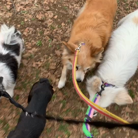 2月14日12わんこと2時間遠足　　代々木公園の画像