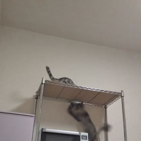 シュシュで遊ぶナナの画像