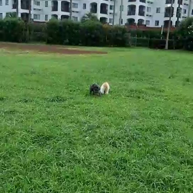 放牧続きの画像