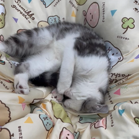 子猫ならではの画像