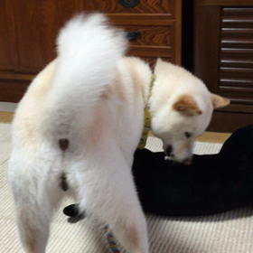 ウメちゃんの画像