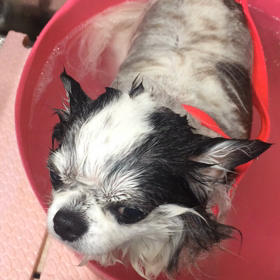 カイくんの画像