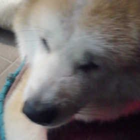 おはようございます❗未来丸の朝散歩、お座り、伏せ訓練も決行‼️散歩の軌跡が未来丸のお座りに似ていの画像