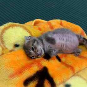 左脳欠損のルカ君　3の画像