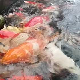 濡れたしｗの画像