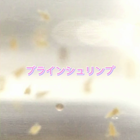 初めてブラインシュリンプわかしてみたの画像