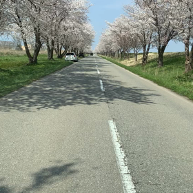 満開ですの画像