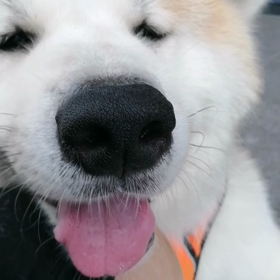 連続の比較的涼しい朝。少し雨が降られる。ぐずぐずしながらも、無事散歩終了‼️の画像