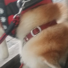 あっちの方は行きたくない❗と言わんかばかりなのだろうか❓未来丸は今朝も散歩の前進を拒否。こっちもの画像