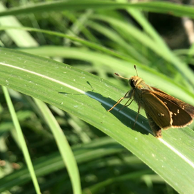 よく知らない虫だらけの画像