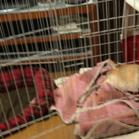 柴犬の切ない寝言(´ε｀ )の画像