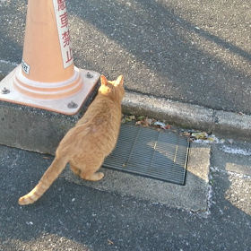 今朝のノラちゃんの画像