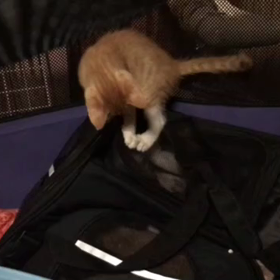 猫病院21.08.16の画像