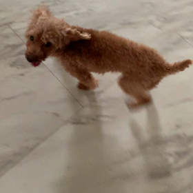 オカちゃん　出産1日めの画像