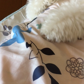 たおるきゃっちー！の画像