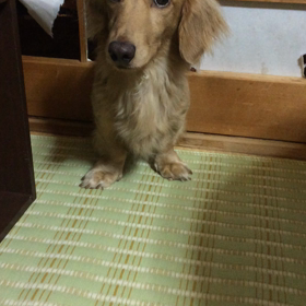 ☆短足☆の画像