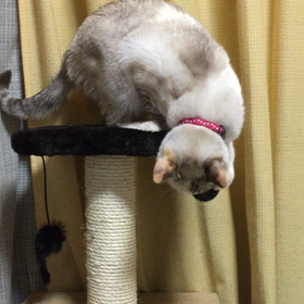 猫タワーミニの画像