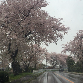 今日わ残念な雨(´Д` )の画像