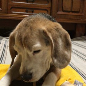 ホンマにの画像