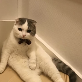 すこ丸の気持ち？の画像