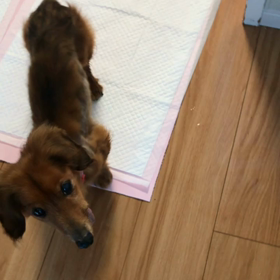 M.ダックス 成くん  ご飯大好き！の画像