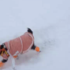 久々のさくらです。の画像