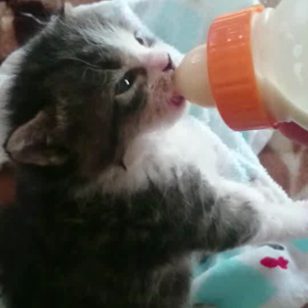 今日は世界高血圧デーの画像