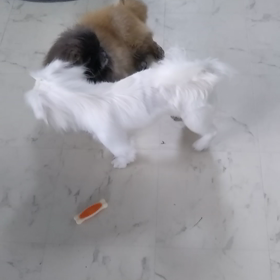 亜門 vs 百合　Round 1の画像