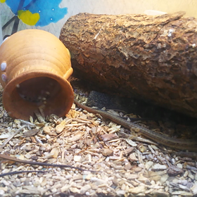 思ってたより大きいの画像