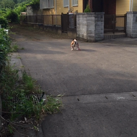 朝の散歩の画像