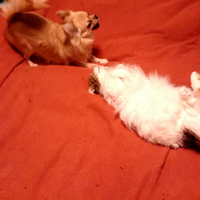 またやってるの～の画像