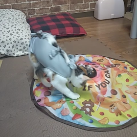 慣れました？の画像