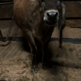 さきほどボルテちゃんやの画像